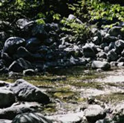 Woodland brook flowing over mossy stones