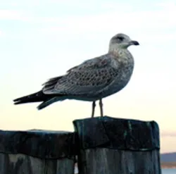 Seagull in flight against an open sky